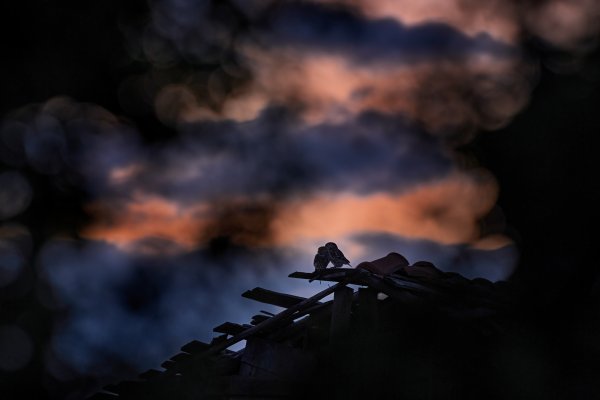 Little Owl (Athene noctua) sýček obecný, Dolní Glavaňák, Eastern Rhodopes, Bulgaria