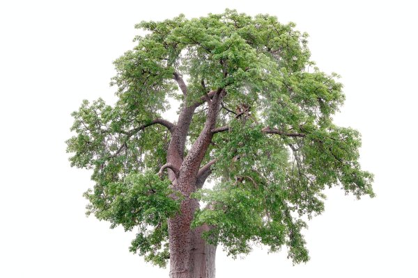Verreaux's eagle-owl (Bubo lacteus) výr bělavý, Chobe river, Botswana
