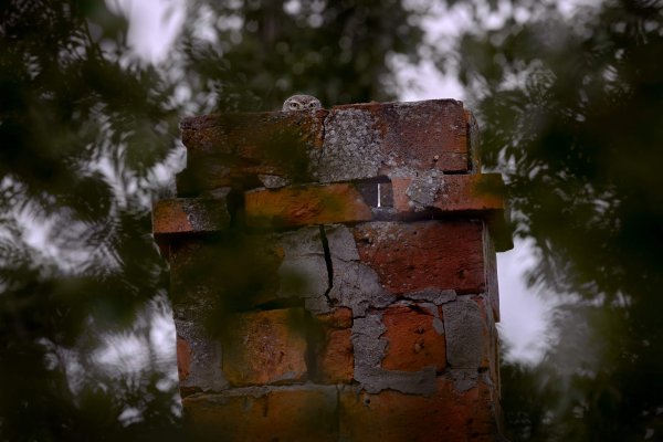 Little Owl (Athene noctua) sýček obecný, Senoklas, Eastern Rhodopes, Bulgaria