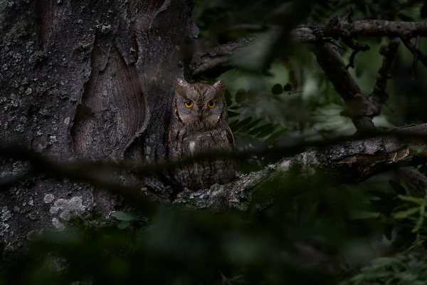 Scops Owl (Otus scops) výreček malý, Madzharovo, Eastern Rhodopes, Bulgaria