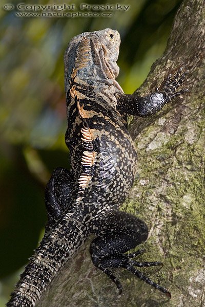 Leguán černý (Ctenosaura similis), Leguán černý (Ctenosaura similis), Ctenosaur, Autor: Ondřej Prosický, Model: Canon EOS 20D, Objektiv Canon EF 400mm f/5.6 L USM, stativ Gitzo 1227 + 1377M, Režim měření expozice: Vzorek, Clona: 9.00, Doba expozice: 1/250 s, ISO: 200, Kompenzace expozice: 0, Blesk: Ano (Sigma EF-500 DG Super, korekce -2/3 EV), Vytvořeno: 18. prosince 2005 14:21:48, NP Manuel Antonio (Kostarika) 