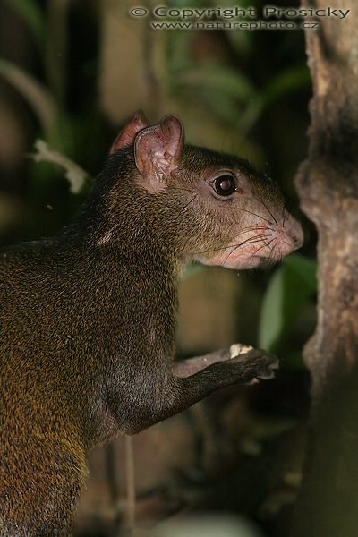 Aguti středoamerický (Dasyprocta punctata), Aguti středoamerický (Dasyprocta punctata), Agouti, Autor: Ondřej Prosický, Model aparátu: Canon EOS 20D, Objektiv Canon EF 400mm f/5.6 L USM, Přepočtené ohnisko: 640 mm, stativ Gitzo 1227 + 1377M, Clona: 5.60, Doba expozice: 1/250 s, ISO: 800, Kompenzace expozice: 0, Blesk: Ano (externí Sigma EF-500 DG Super, -1/3 EV), Vytvořeno: 19. prosince 2005 16:35, NP Carara (Kostarika)