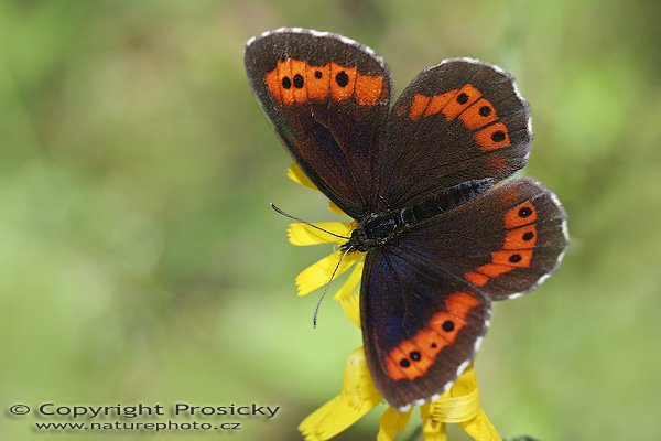 Okáč černohnědý (Erebia ligea),  Okáč černohnědý (Erebia ligea), Autor: Ondřej Prosický, Model aparátu: Canon EOS 20D, Objektiv: Canon EF 100mm f/2.8 Macro USM, Ohnisková vzdálenost: 100.00 mm, fotografováno z ruky, Clona: 6.30, Doba expozice: 1/250 s, ISO: 400, Vyvážení expozice: 0.00, Blesk: Ano, Vytvořeno: 24. července 2005 12:39:18, Krušné hory (ČR)