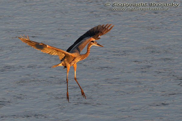 Volavka velká (Ardea herodias), Volavka velká (Ardea herodias), Great Blue Heron, Autor: Ondřej Prosický, Model aparátu: Canon EOS 20D, Objektiv: Canon EF 400mm f/5.6 L USM, Přepočtené ohnisko: 640 mm, stativ Gitzo 1227 + 1377M, Clona: 6.30, Doba expozice: 1/1600 s, ISO: 800, Kompenzace expozice: -1/3, Blesk: ne, Vytvořeno: 19. prosince 2005 18:02, řeka Rio Frío, NP Carara (Kostarika)