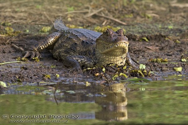 Kajman brýlový (Caiman crocodilus), Kajman brýlový (Caiman crocodilus), Spectacled Caiman, Autor: Ondřej Prosický, Model aparátu: Canon EOS 20D, Objektiv: Canon EF 400mm f/5.6 L USM, Přepočtené ohnisko: 640 mm, stativ Gitzo 1227 + 1377M, Clona: 6.30, Doba expozice: 1/250 s, ISO: 200, Kompenzace expozice: 0, Blesk: ne, Vytvořeno: 25. prosince 2005 8:49, NP Manuel Antonio (Kostarika)