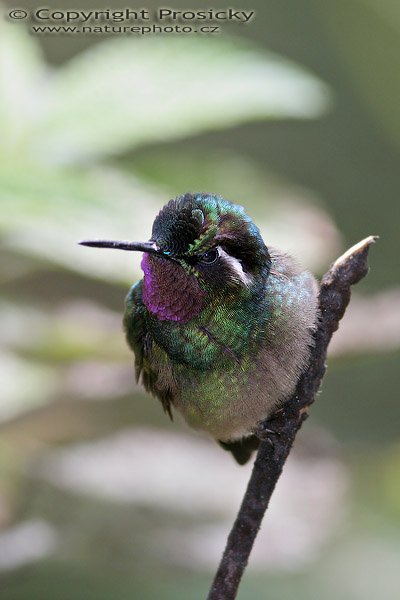 Kolibřík fialovohrdlý (Lampornis calolaema), sameček, Kolibřík fialovohrdlý (Lampornis calolaema), Purple-throated Moutain-gem, Autor: Ondřej Prosický, Model aparátu: Canon EOS 20D, Objektiv Canon EF 400mm f/5.6 L USM, Přepočtené ohnisko: 640 mm, stativ Gitzo 1227 + 1377M, Clona: 5.60, Doba expozice: 1/160 s, ISO: 400, Kompenzace expozice: 0, Blesk: Ano (externí Sigma EF-500 DG Super, -1 EV), Vytvořeno: 22. prosince 2005 11:59, NP Manuel Antonio (Kostarika)