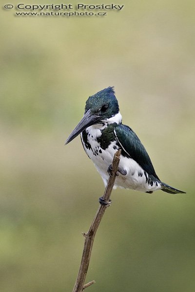 Rybařík amazonský (Chloroceryle amazona), samička, Rybařík amazonský (Chloroceryle amazona), Amazon Kingfisher, Autor: Ondřej Prosický, Model aparátu: Canon EOS 20D, Objektiv Canon EF 400mm f/5.6 L USM, Přepočtené ohnisko: 640 mm, fotografováno na lodi z ruky, Clona: 7.10, Doba expozice: 1/1000 s, ISO: 400, Kompenzace expozice: 0, Blesk: ne, Vytvořeno: 25. prosince 2005 9:54, řeka Rio Frío, RNVS Cano Negro (Kostarika)