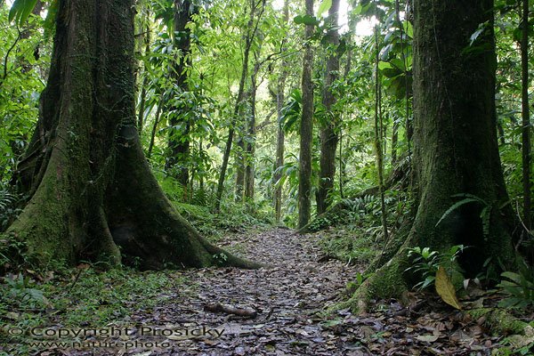 Stromy v pralese, Park Pitons du Carbet, ostrov Martinik, Malé Antily 