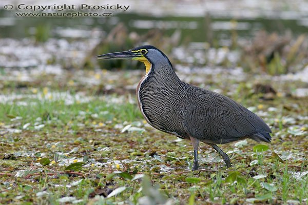 Bukač středoamerický (Tigrisoma mexicanum), Bukač středoamerický (Tigrisoma mexicanum), Bare-throated Tiger-Heron, Autor: Ondřej Prosický, Model aparátu: Canon EOS 20D, Objektiv Canon EF 400mm f/5.6 L USM, Přepočtené ohnisko: 640 mm, stativ Gitzo 1227 + 1377M, Clona: 7.10, Doba expozice: 1/100 s, ISO: 200, Kompenzace expozice: +1/3 EV, Blesk: ne, Vytvořeno: 25. prosince 2005 17:26, řeka Rio Frío, RNVS Cano Negro (Kostarika)