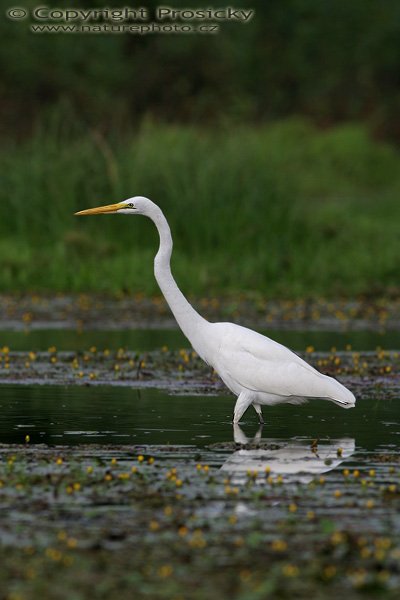 Volavka bílá (Egretta alba), Volavka bílá (Egretta alba), Great Egret, Autor: Ondřej Prosický, Model aparátu: Canon EOS 20D, Objektiv Canon EF 400mm f/5.6 L USM, Přepočtené ohnisko: 640 mm, stativ Gitzo 1227 + 1377M, Clona: 6.30, Doba expozice: 1/800 s, ISO: 200, Kompenzace expozice: +1/3 EV, Blesk: ne, Vytvořeno: 26. prosince 2005 8:29, řeka Rio Frío, RNVS Cano Negro (Kostarika)