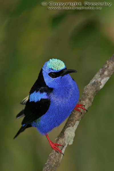 Květomil modrý (Cyanerpes cyaneus), sameček, Květomil modrý (Cyanerpes cyaneus), Red-legged Honeycreeper, Autor: Ondřej Prosický, Model aparátu: Canon EOS 20D, Objektiv Canon EF 400mm f/5.6 L USM, Přepočtené ohnisko: 640 mm, stativ Gitzo 1227 + 1377M, Clona: 6.30, Doba expozice: 1/200 s, ISO: 200, Kompenzace expozice: 0, Blesk: ne, Vytvořeno: 26. prosince 2005 13:20, RNVS Cano Negro (Kostarika)