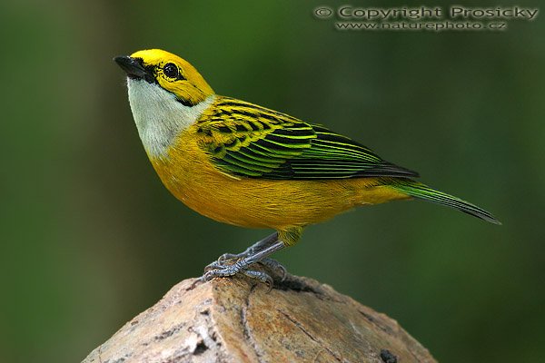 Tangara stříbrohrdlá (Tangara icterocephala), Tangara stříbrohrdlá (Tangara icterocephala), Silver-throated Tanager, Autor: Ondřej Prosický, Model aparátu: Canon EOS 20D, Objektiv Canon EF 400mm f/5.6 L USM, Přepočtené ohnisko: 640 mm, stativ Gitzo 1227 + 1377M, Clona: 6.30, Doba expozice: 1/250 s, ISO: 400, Kompenzace expozice: 0, Blesk: ne, Vytvořeno: 29. prosince 2005 8:03, La Paz Waterfall Garden (Kostarika)