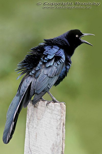Vlhovec velkoocasý (Quiscalus mexicanus), samec, Vlhovec velkoocasý (Quiscalus mexicanus), Great-tailed Grackle, Autor: Ondřej Prosický, Model aparátu: Canon EOS 20D, Objektiv: Canon EF 400mm f/5.6 L USM, Přepočtené ohnisko: 640 mm, stativ Gitzo použit jako momopod nebyl čas, Režim měření expozice: Vzorek, Clona: 6.30, Doba expozice: 1/200 s, ISO: 200, Vyvážení expozice: +1/3 EV, Blesk: ne, Vytvořeno: 27. prosince 2005 11:13, RNVS Cano Negro (Kostarika)