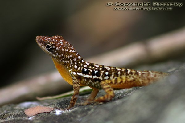 Anolis sp., ostrov Martinik, Malé Antily