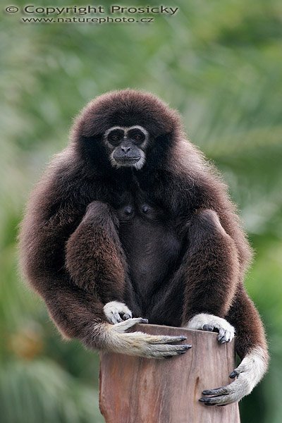 Gibon lar (Hylobates lar), Gibon lar (Hylobates lar), White-handed gibbon, Autor: Ondřej Prosický, Model aparátu: Canon EOS 20D, Objektiv: Canon EF 400mm f/5.6 L USM, stativ Gitzo 1227 + 1377M, Doba expozice: 1/250 s, Clona: 5.60, ISO: 400, Kompenzace expozice: -1/3 EV, Vytvořeno: 30.1.2006 11:23, ZOO Palmitos Park, Gran Canaria (Kanárské ostrovy)
= Gibon běloruký (Hylobates lar)