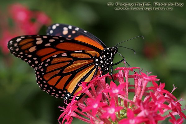 Danaus stěhovavý (Danaus plexippus), Danaus stěhovavý (Danaus plexippus), Monarch, Autor: Ondřej Prosický, Model aparátu: Canon EOS 20D, Objektiv: Canon EF 100mm f/2.8 Macro USM, fotografováno z ruky, Doba expozice: 1/400 s, Clona: 4.50, ISO: 200, Kompenzace expozice: -1/3, Blesk: ne, Vytvořeno: 30.12.2005, Parasío de las Mariposas, México, D.F. (Mexiko)
