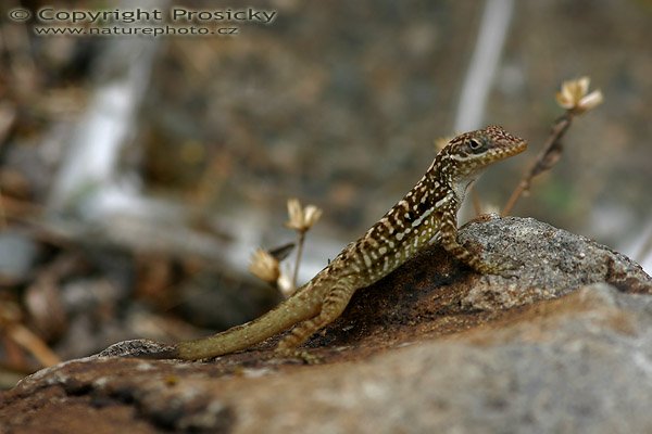 Anolis sp., ostrov Martinik, Malé Antily