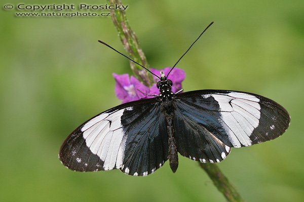 Heliconius cydno galanthus, Heliconius cydno galanthus, Autor: Ondřej Prosický, Model aparátu: Canon EOS 20D, Objektiv: Canon EF 100mm f/2.8 Macro USM, fotografováno z ruky, Doba expozice: 1/500 s, Clona: 5.0, ISO: 400, Kompenzace expozice: -2/3, Blesk: ne, Vytvořeno: 30.12.2005, Parasío de las Mariposas, México, D.F. (Mexiko)