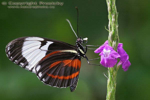 Cydno Longwing (Heliconius cydno chioneus), Cydno Longwing (Heliconius cyndo chioneus), Autor: Ondřej Prosický, Model aparátu: Canon EOS 20D, Objektiv: Canon EF 100mm f/2.8 Macro USM, fotografováno z ruky, Doba expozice: 1/80 s, Clona: 5.00, ISO: 400, Kompenzace expozice: -1/3, Blesk: ne, Vytvořeno: 30.12.2005, Parasío de las Mariposas, México, D.F. (Mexiko)