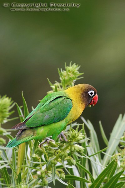 Papoušík škraboškový (Agapornis personata), Papoušík škraboškový (Agapornis personata), Masked Lovebird, Autor: Ondřej Prosický, Model aparátu: Canon EOS 20D, Objektiv: Canon EF 400mm f/5.6 L USM, stativ Gitzo 1227 + 1377M, Doba expozice: 1/100 s, Clona: 6.30, ISO: 100, Kompenzace expozice: +1/3 EV, Vytvořeno: 30.1.2006 13:22, Maspalomas, Gran Canaria (Kanárské ostrovy)