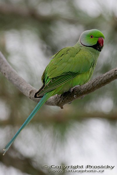 Alexander malý (Psittacula krameri), Alexander malý (Psittacula krameri), Ring-necked Parakeet, Autor: Ondřej Prosický, Model aparátu: Canon EOS 20D, Objektiv: Canon EF 400mm f/5.6 L USM, stativ Gitzo 1227 + 1377M, Doba expozice: 1/200 s, Clona: 5.60, ISO: 200, Kompenzace expozice: 0, Blesk: ano (externí Sigma EF-500 DG Super, -1/3 EV) Vytvořeno: 30.1.2006 11:48, Maspalomas, Gran Canaria (Kanárské ostrovy)