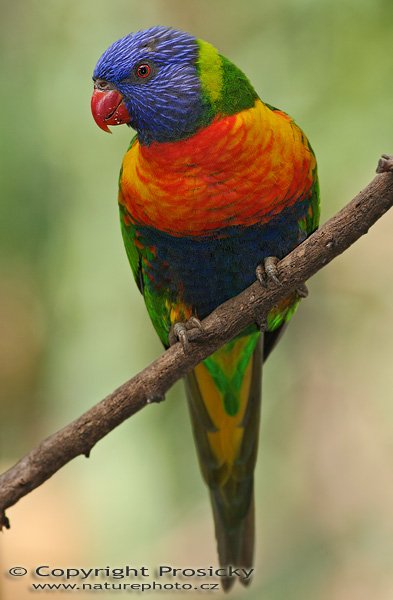 Lori mnohobarvý (Trichoglossus haematodus), Lori mnohobarvý (Trichoglossus haematodus), Rainbow Lorikeets, chovaný jedinec, Autor: Ondřej Prosický, Model aparátu: Canon EOS 20D, Objektiv: Canon EF 400mm f/5.6 L USM, stativ Gitzo 1227 + 1377M, Doba expozice: 1/250 s, Clona: 7.10, ISO: 400, Kompenzace expozice: -1 EV, Blesk: Ano (externí Sigma EF-500 DG Super, -1/3 EV), Vytvořeno: 30.1.2006 13:22, ZOO Palmitos Park, Gran Canaria (Kanárské ostrovy)