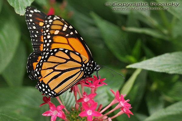Danaus stěhovavý (Danaus plexippus), Danaus stěhovavý (Danaus plexippus), Monarch, Autor: Ondřej Prosický, Model aparátu: Canon EOS 20D, Objektiv: Canon EF 100mm f/2.8 Macro USM, fotografováno z ruky, Doba expozice: 1/250 s, Clona: 5.00, ISO: 400, Kompenzace expozice: 0, Blesk: ne, Vytvořeno: 30.12.2005, Parasío de las Mariposas, México, D.F.