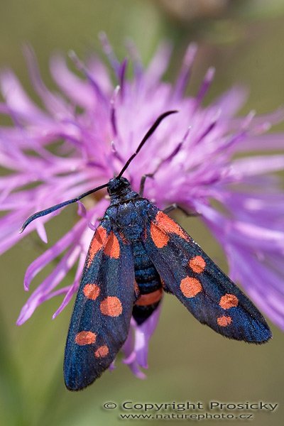 Vřetenuška čičorková (Zygaena ephialtes), Vřetenuška čičorková (Zygaena ephialtes) Burnet Moth, Autor: Ondřej Prosický, Model aparátu: Canon EOS 20D, Objektiv: Canon EF 100mm f/2.8 Macro USM, Ohnisková vzdálenost: 100.00 mm, fotografováno z ruky, Clona: 4.50, Doba expozice: 1/200 s, ISO: 100, Vyvážení expozice: 0.00, Blesk: Ano, Vytvořeno: 5. srpna 2005 17:51:24, Praha - Strašnice