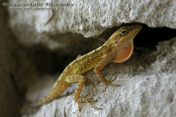 Norops sp., Ostrov Doninika, Malé Antily