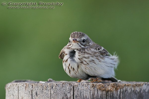 Linduška lesní (Anthus trivialis), Linduška lesní (Anthus trivialis), Tree Pipit, Autor: Ondřej Prosický, Model aparátu: Canon EOS 20D, Objektiv: Canon EF 400mm f/5.6 L USM, stativ Gitzo 1227 + 1377M, Doba expozice: 1/200 s, Clona: 7.10, ISO: 200, Kompenzace expozice: +1/3 EV, Blesk: ne, Vytvořeno: 4. února 2006 9:26, Dunas de Maspalomas, Gran Canaria (Kanárské ostrovy)