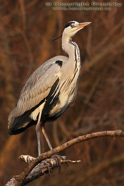 Volavka popelavá (Ardea cinerea), Volavka popelavá (Ardea cinerea), Grey Heron, Autor: Ondřej Prosický, Model aparátu: Canon EOS 20D, Objektiv: Canon EF 400mm f/5.6 L USM, stativ Gitzo 1227 + 1377M, Doba expozice: 1/100 s, Clona: 6.30, ISO: 100, Kompenzace expozice: +1/3 EV, Blesk: ne, Vytvořeno: 15. ledna 2006 15:36, u Vltavy, Praha - Troja (ČR)