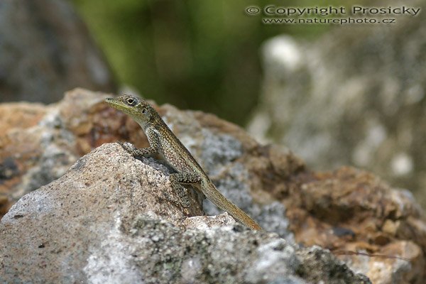 Norops sp., Ostrov Dominika, Malé Antily