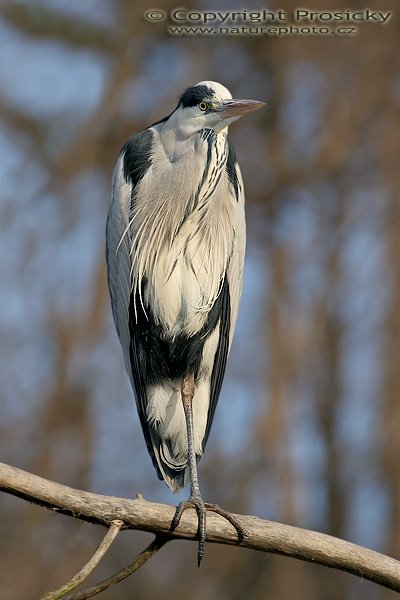 Volavka popelavá (Ardea cinerea), Volavka popelavá (Ardea cinerea), Grey Heron, Autor: Ondřej Prosický, Model aparátu: Canon EOS 20D, Objektiv: Canon EF 400mm f/5.6 L USM, stativ Gitzo 1227 + 1377M, Doba expozice: 1/250 s, Clona: 7.10, ISO: 100, Kompenzace expozice: +1/3 EV, Blesk: ne, Vytvořeno: 15. ledna 2006 14:26, u Vltavy, Praha - Troja (ČR)