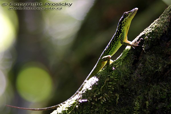 Anolis sp., Ostrov Dominika, Malé Antily