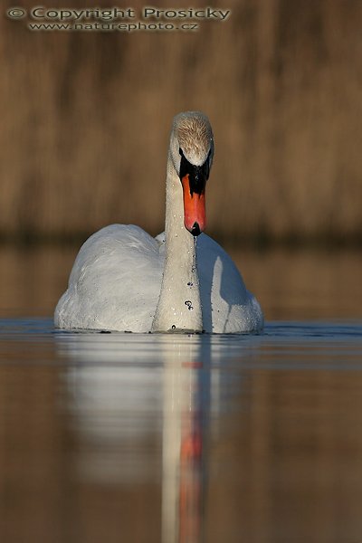 Labuť velká (Cygnus olor), Labuť velká (Cygnus olor), Autor: Ondřej Prosický, Model aparátu: Canon EOS 20D, Objektiv Canon EF 400mm f/5.6 L USM, Přepočtené ohnisko: 640 mm, stativ Gitzo 1227 + 1377M, Clona: 6.3, Doba expozice: 1/1600 s, ISO: 100, Měření: celoplošné se zdůrazněným středem, Kompenzace expozice: -2/3, Blesk: ne, Vytvořeno: 15. dubna 2006 8:03, pískovna Vojkovice (ČR)