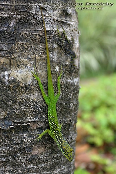 Anolis sp., Ostrov Martinik, Malé Antily