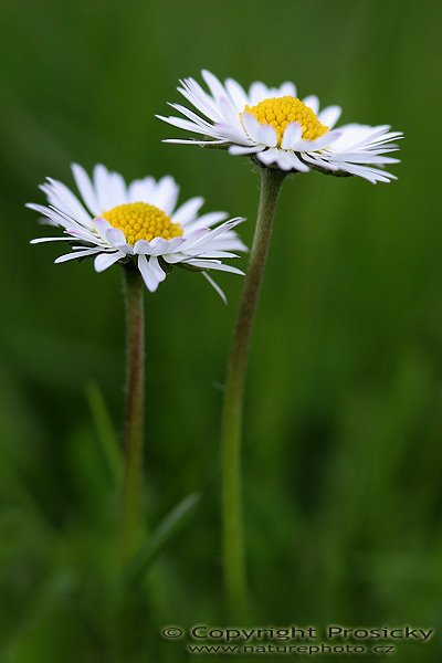 Sedmikráska chudobka (Bellis perennis), Sedmikráska chudobka (Bellis perennis), Autor: Ondřej Prosický, Model aparátu: Canon EOS 20D, Objektiv Canon EF 100mm f/2.8 Macro USM, Přepočtené ohnisko: 160mm, fotografováno z ruky, Clona: 3.5, Doba expozice: 1/200 s, ISO: 100, Měření: celoplošné se zdůrazněným středem, Kompenzace expozice: -1/3 EV, Blesk: ne, Vytvořeno: 1. května 2006 13:18, Tuchlovice - Srby (ČR)