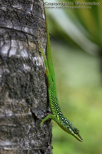 Anolis sp., Ostrov Martinik, Malé Antily