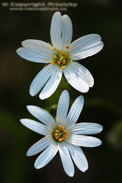 Rožec rolní (Cerastium arvense), Rožec rolní (Cerastium arvense), Autor: Ondřej Prosický, Model aparátu: Canon EOS 20D, Objektiv Canon EF 100mm f/2.8 Macro USM, Přepočtené ohnisko: 160mm, fotografováno z ruky, Clona: 5.6, Doba expozice: 1/320 s, ISO: 100, Měření: celoplošné se zdůrazněným středem, Kompenzace expozice: -1/3 EV, Blesk: ne, Vytvořeno: 6. května 2006 10:39, Poděbrady (ČR)