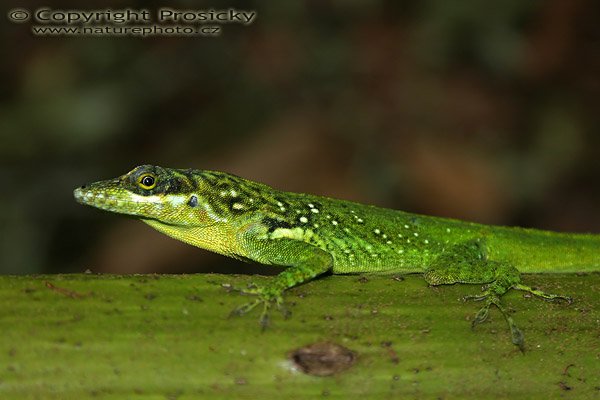 Anolis sp., Ostrov Martinik, Malé Antily