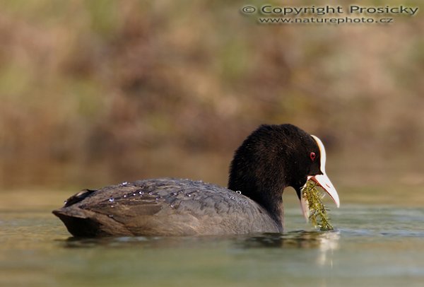 Lyska černá (Fulica atra), Lyska černá (Fulica atra), Autor: Ondřej Prosický, Model aparátu: Canon EOS 20D, Objektiv Canon EF 400mm f/5.6 L USM, Přepočtené ohnisko: 640 mm, stativ Gitzo 1227 + 1377M, Clona: 5.6, Doba expozice: 1/250 s, ISO: 400, Měření: celoplošné se zvýrazněným středem, Kompenzace expozice: +1/3 EV, Blesk: Ano (sigma EF-500 DG Super + Better Beamer), Vytvořeno: 5. května 2006 20:07, pískovna Vojkovice (ČR)