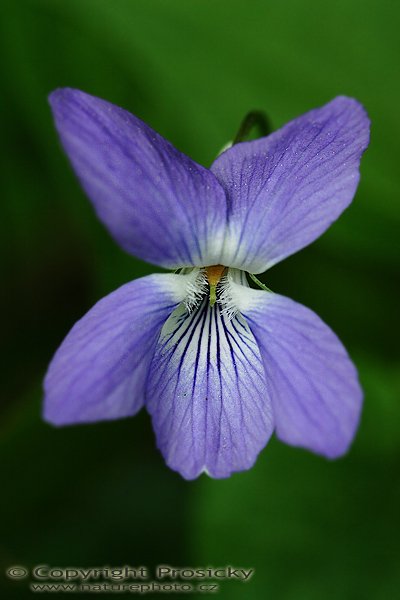Viola psí (Viola canina), Viola psí (Viola canina), Autor: Ondřej Prosický, Model aparátu: Canon EOS 20D, Objektiv Canon EF 100mm f/2.8 Macro USM, Přepočtené ohnisko: 160mm, stativ Gitzo 1227 + 1377, Clona: 4.0, Doba expozice: 1/125 s, ISO: 400, Měření: celoplošné se zdůrazněným středem, Kompenzace expozice: -1/3 EV, Blesk: ne, Vytvořeno: 11. května 2006 11:30, PP Koda, Český Kras (ČR)
