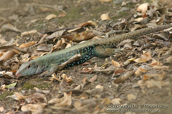 Ground Lizard (Ameiva fuscata), Cabrits National Park, sever ostrova Dominika, Malé Antily