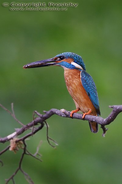 Ledňáček říční (Alcedo atthis), Ledňáček říční (Alcedo atthis), Autor: Ondřej Prosický, Model aparátu: Canon EOS 20D, Objektiv Canon EF 400mm f/5.6 L USM, Přepočtené ohnisko: 640 mm, stativ Gitzo 1227 + 1377M, fotografováno z krytu, Clona: 5.6, Doba expozice: 1/100 s, ISO: 400, Měření: celoplošné se zvýrazněným středem, Kompenzace expozice: -2/3 EV, Blesk: ne, Vytvořeno: 19. května 2006 19:17, Valteřice (ČR)