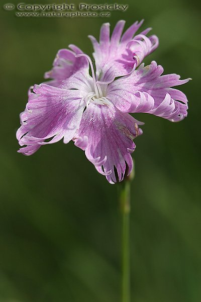 Hvozdík sivý (Dianthus gratianopolitanus), Hvozdík sivý (Dianthus gratianopolitanus), Autor: Ondřej Prosický, Model aparátu: Canon EOS 20D, Objektiv: Canon EF 100mm f/2.8 Macro USM, sfotografováno z ruky, Doba expozice: 1/200 s, Clona: 7.10, ISO: 100, Kompenzace expozice: -1/3, Měření expozice: celoplošné se zvýrazněným středem, Vytvořeno: 5. června 2006 11:45:02, Lednicko-Valtický areál (ČR)