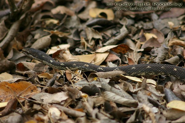Grove Snake (Alsophis antillensis sibonius), Cabrit National Park, sever ostrova Dominika, Malé Antily