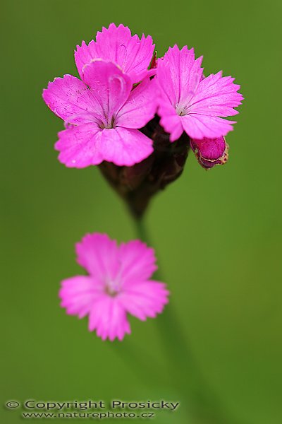 Hvozdík Kartouzek (Dianthus carthusianorum), Hvozdík Kartouzek (Dianthus carthusianorum), Autor: Ondřej Prosický, Model aparátu: Canon EOS 20D, Objektiv: Canon EF 100mm f/2.8 Macro USM, fotografováno z ruky, Doba expozice: 1/200 s, Clona: 4.00, ISO: 100, Kompenzace expozice: -1/3 EV, Měření expozice: celoplošné se zvýrazněným středem, Blesk: Ne, Vytvořeno: 4. června 2006 11:52:42, Lednicko-Valtický areál (ČR)