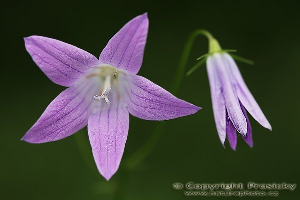 Zvonek rozkladitý (Campanula patula), Zvonek rozkladitý (Campanula patula), Autor: Ondřej Prosický, Model aparátu: Canon EOS 20D, Objektiv: Canon EF 100mm f/2.8 Macro USM, fotografováno z ruky, Doba expozice: 1/250 s, Clona: 4.00, ISO: 200, Kompenzace expozice: -2/3, Měření expozice: celoplošné se zvýrazněným středem, Blesk: Ne, Vytvořeno: 4. června 2006 14:44:44, Lednicko-Valtický areál (ČR)