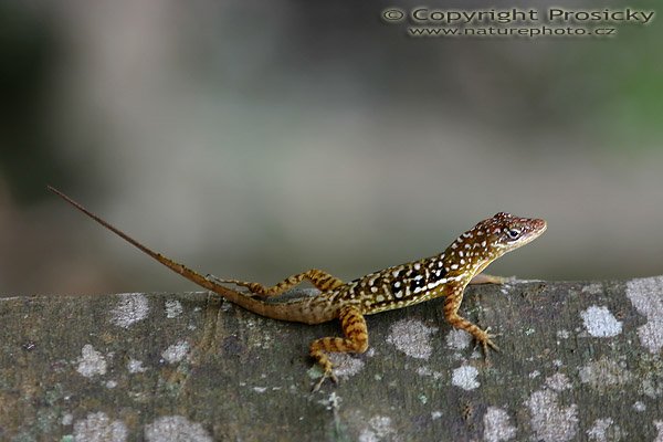 Tree lizard (Anolis oculatus), Carbit National Park, sever ostrova Dominika, Malé Antily