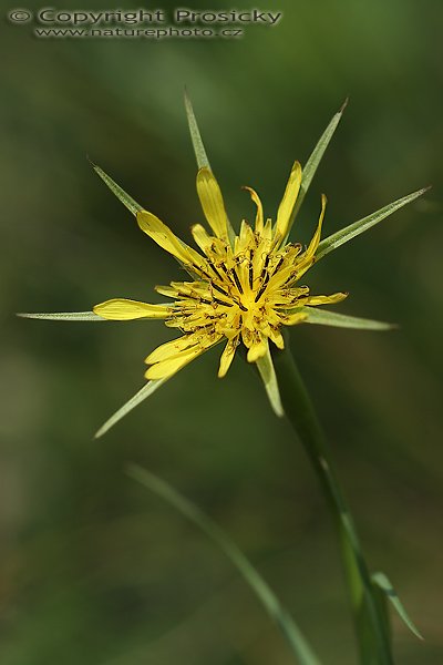 Kozí brada pochybná (Tragopogon dubius), Kozí brada pochybná (Tragopogon dubius), Autor: Ondřej Prosický, Model aparátu: Canon EOS 20D, Objektiv: Canon EF 100mm f/2.8 Macro USM, fotografováno z ruky, Doba expozice: 1/640 s, Clona: 5.00, ISO: 100, Kompenzace expozice: -1/3, Měření expozice: celoplošné se zvýrazněným středem, Blesk: Ne, Vytvořeno: 5. června 2006 10:58:27, PP Pouzdřenská Step, jižní Morava (ČR)